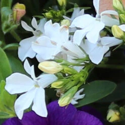 'Fruit Salad' Hanging Basket Plug Plants -Yougarden Shop 400761 4