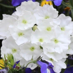 'Sherbet Lemon' Hanging Basket Plug Plants -Yougarden Shop 400762 2