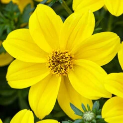 'Sherbet Lemon' Hanging Basket Plug Plants -Yougarden Shop 400762 4