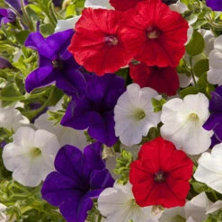 'Patriotic Petunia' Hanging Basket Plug Plants -Yougarden Shop 400763 2