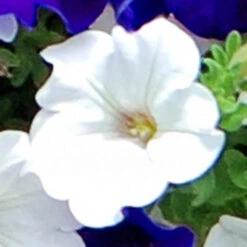 'Patriotic Petunia' Hanging Basket Plug Plants -Yougarden Shop 400763 3