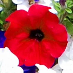 'Patriotic Petunia' Hanging Basket Plug Plants -Yougarden Shop 400763 5