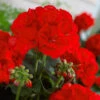 Geranium Summer Lovers -Yougarden Shop 400765