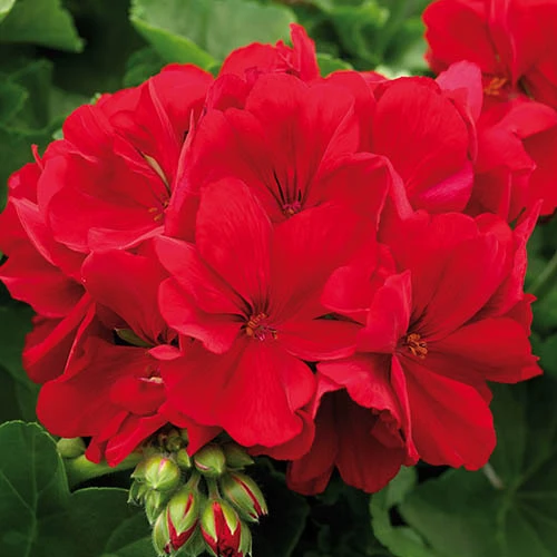 Geranium Summer Lovers 4 Geranium Summer Lovers - Image 2