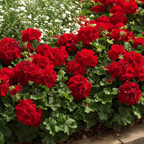 Geranium Summer Lovers 5 Geranium Summer Lovers - Image 3