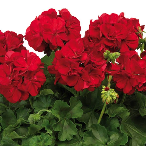 Geranium Summer Lovers 6 Geranium Summer Lovers - Image 4