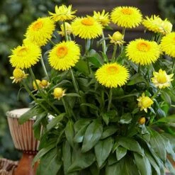 Everlasting Flower Xerochrysum Granvia Gold - Crispy Touch 8 Everlasting Flower Xerochrysum Granvia Gold - Crispy Touch -Yougarden Shop 400841 2