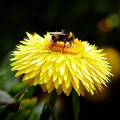 Everlasting Flower Xerochrysum Granvia Gold - Crispy Touch 9 Everlasting Flower Xerochrysum Granvia Gold - Crispy Touch -Yougarden Shop 400841 3