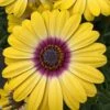 African Daisy Osteospermum 'Tropic Sun' 1 African Daisy Osteospermum 'Tropic Sun' -Yougarden Shop 400883