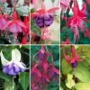Complete Hardy Fuchsia Collection -Yougarden Shop 400947