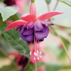 Complete Hardy Fuchsia Collection -Yougarden Shop 400947 2