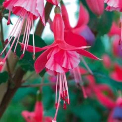 Complete Hardy Fuchsia Collection -Yougarden Shop 400947 3