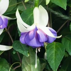 Complete Hardy Fuchsia Collection -Yougarden Shop 400947 4