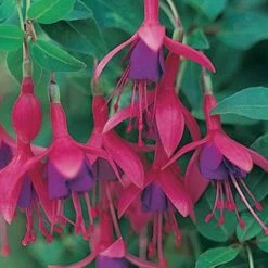 Complete Hardy Fuchsia Collection -Yougarden Shop 400947 5