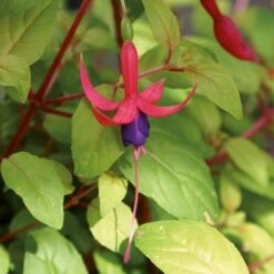 Complete Hardy Fuchsia Collection -Yougarden Shop 400947 6