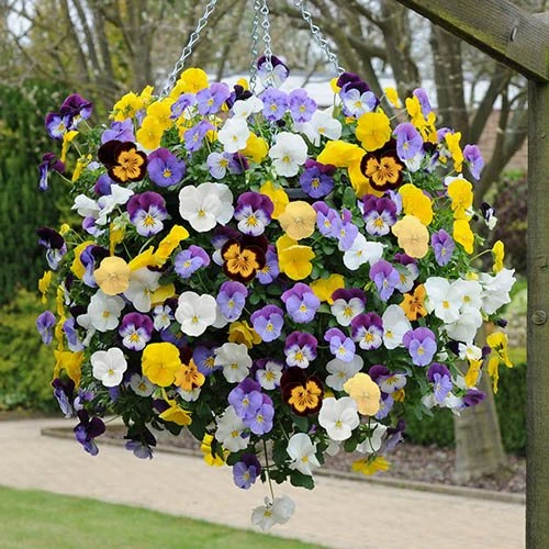 Trailing Hardy Pansy 'Cool Wave' Mix 3 Trailing Hardy Pansy 'Cool Wave' Mix
