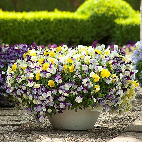 Trailing Hardy Pansy 'Cool Wave' Mix 4 Trailing Hardy Pansy 'Cool Wave' Mix - Image 2