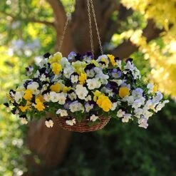 Trailing Hardy Pansy 'Cool Wave' Mix 10 Trailing Hardy Pansy 'Cool Wave' Mix -Yougarden Shop 400967 3