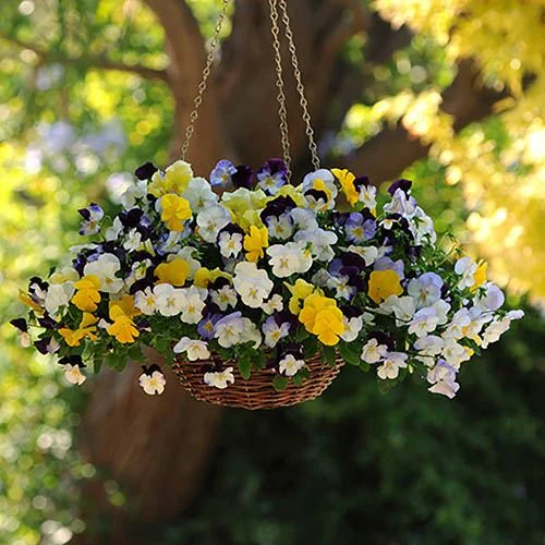 Trailing Hardy Pansy 'Cool Wave' Mix 6 Trailing Hardy Pansy 'Cool Wave' Mix - Image 4