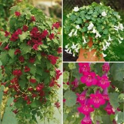 Mixed Lofos Collection