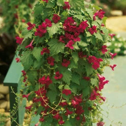 Mixed Lofos Collection 8 Mixed Lofos Collection -Yougarden Shop 401010 2