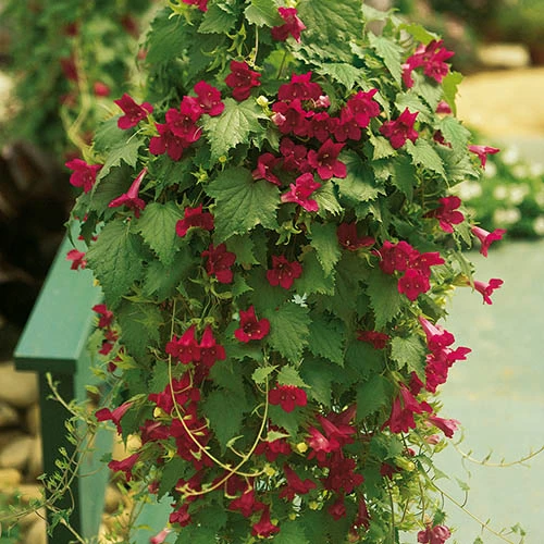 Mixed Lofos Collection 5 Mixed Lofos Collection - Image 3