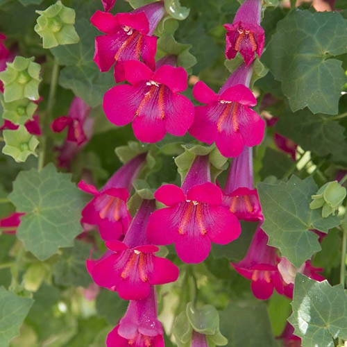 Mixed Lofos Collection 6 Mixed Lofos Collection - Image 4