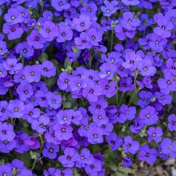 Aubretia Royal Mix 7 Aubretia Royal Mix -Yougarden Shop 401147 2