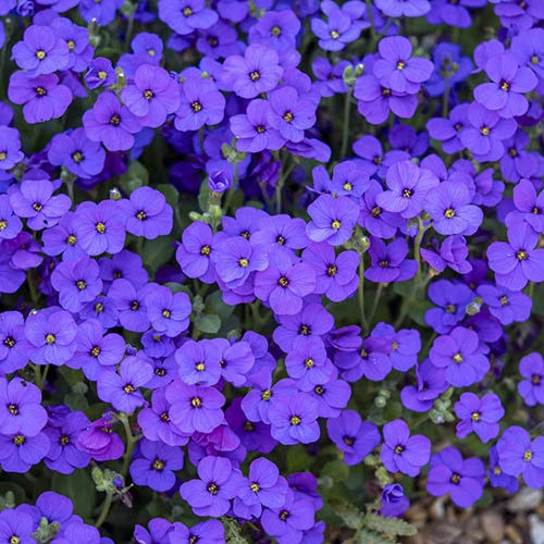 Aubretia Royal Mix 5 Aubretia Royal Mix - Image 3