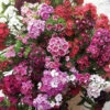Sweet William Vesuvio -Yougarden Shop 401153