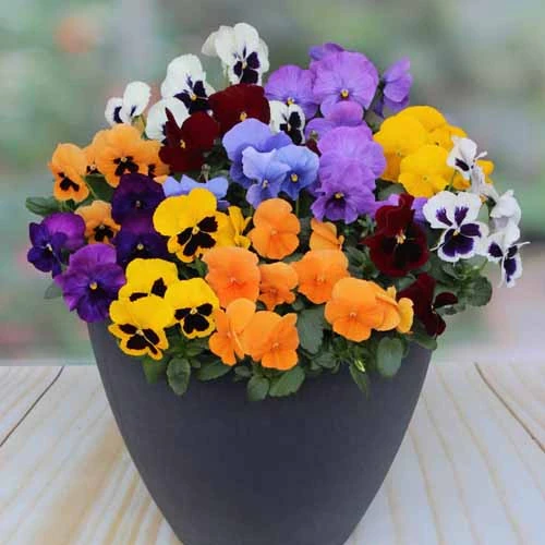 Pansy Colourburst 3 Pansy Colourburst