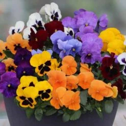 Pansy Colourburst 7 Pansy Colourburst -Yougarden Shop 401155 2