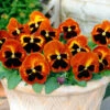 Pansy Solar Flare 2 Pansy Solar Flare -Yougarden Shop 401156