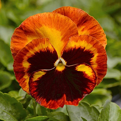 Pansy Solar Flare 4 Pansy Solar Flare - Image 2