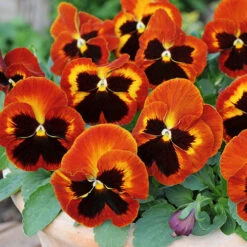 Pansy Solar Flare 7 Pansy Solar Flare -Yougarden Shop 401156 2