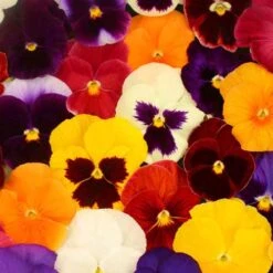 Pansy Grande Fragrance -Yougarden Shop 401157 3