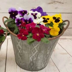 Pansy Grande Fragrance -Yougarden Shop 401157 4