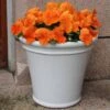 Pansy Tango Magic -Yougarden Shop 401159