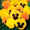 Pansy Zest 2 Pansy Zest -Yougarden Shop 401160