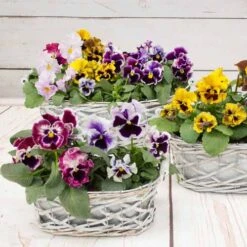 Pansy Can Can 9 Pansy Can Can -Yougarden Shop 401161 2