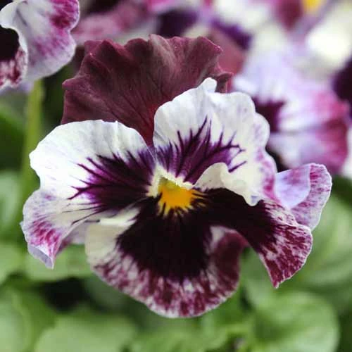 Pansy Can Can 7 Pansy Can Can - Image 5