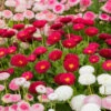 ?Bellis Belle? Bedding Plants 60 Plugs 1 ?Bellis Belle? Bedding Plants 60 Plugs -Yougarden Shop 401163