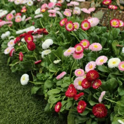 ?Bellis Belle? Bedding Plants 60 Plugs -Yougarden Shop 401163 2