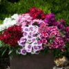 Dianthus Sweet William 'Gem' 1 Dianthus Sweet William 'Gem' -Yougarden Shop 401164