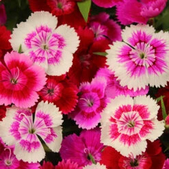 Dianthus Sweet William 'Gem' 8 Dianthus Sweet William 'Gem' -Yougarden Shop 401164 2