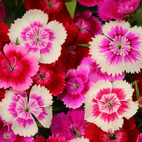 Dianthus Sweet William 'Gem' 5 Dianthus Sweet William 'Gem' - Image 3