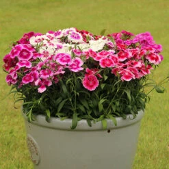 Dianthus Sweet William 'Gem' 9 Dianthus Sweet William 'Gem' -Yougarden Shop 401164 3