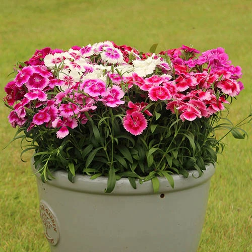 Dianthus Sweet William 'Gem' 6 Dianthus Sweet William 'Gem' - Image 4
