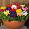 Polyanthus High Seas -Yougarden Shop 401166