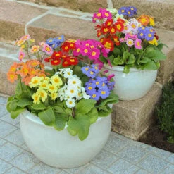 Polyanthus High Seas -Yougarden Shop 401166 4